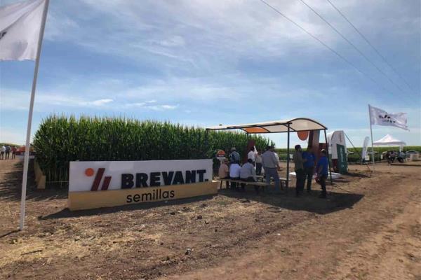 Brevant Semillas rinde hasta 16 t por hectárea