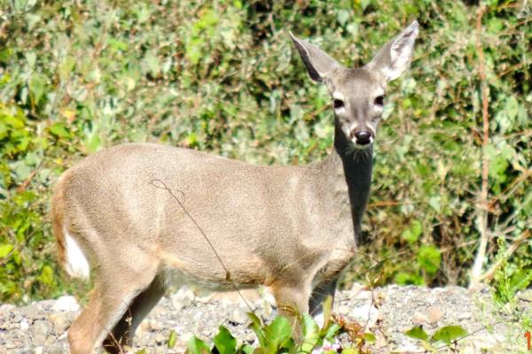 Baja probabilidad de sobrevivencia de especies en México