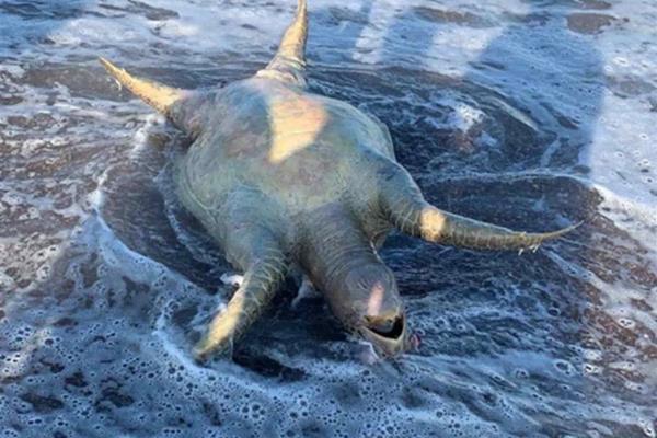 Exigen ambientalistas a Grupo México asumir autoría de ecocidios