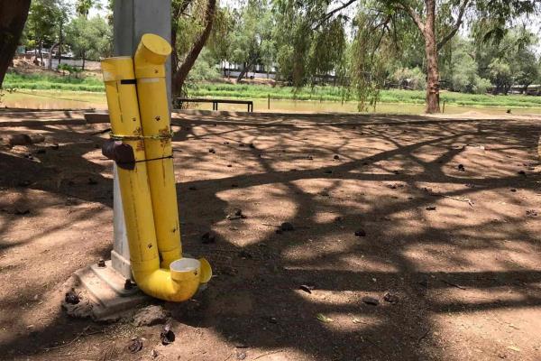 En Parque Las Riberas se alimentan a más de 200 perros de la calle