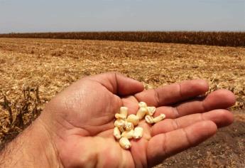 Productores esperarán a diciembre para sembrar maíz; pedirán reasignación de agua