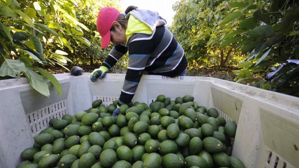 Producción nacional de aguacate baja 2.0%