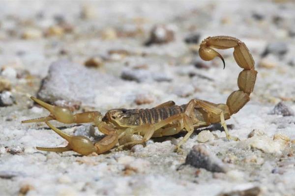 Llama SSA a tomar precauciones por presencia de alacranes