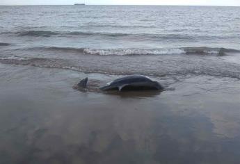 Hallan un delfín muerto en El Maviri
