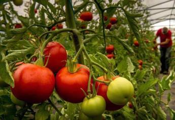 México y EUA terminan guerra comercial por el tomate