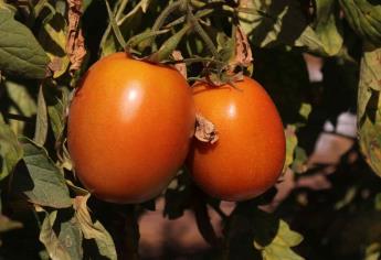 México confía en pronto acuerdo de tomate con EUA