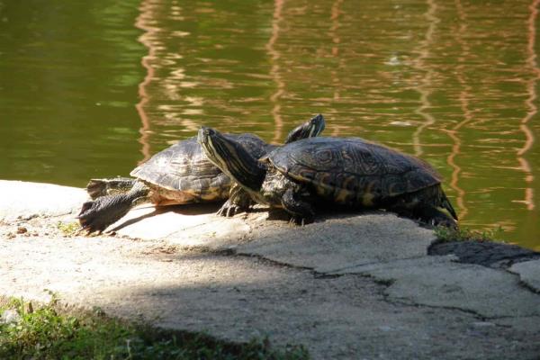 Advierten sobre grave riesgo de especies invasoras en México