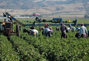 Paralización del campo afecta a cientos de familias jornaleras indígenas