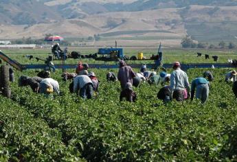 Norte de Sinaloa moviliza 15 mil jornaleros agrícolas