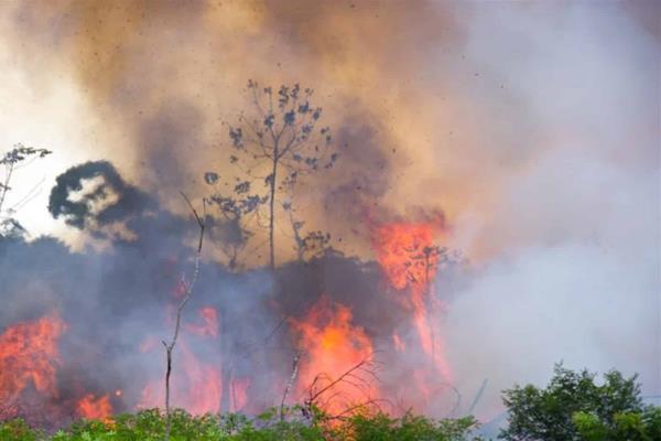 Recuperación de selva amazónica tardaría 30 años