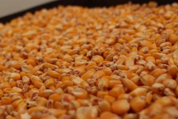 Futuros de maíz a diciembre, a $3 mil 661