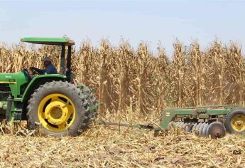 Todo el maíz en Sinaloa es libre de glifosato: AARFS