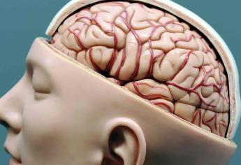 Necesaria buena alimentación para funcionamiento óptimo del cerebro: especialista