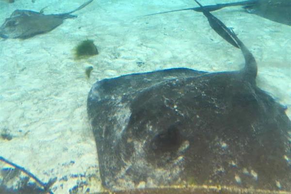 Cientos de turistas heridos por mantarrayas en California
