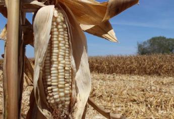 Etanol se llevará el 34% del maíz de EU