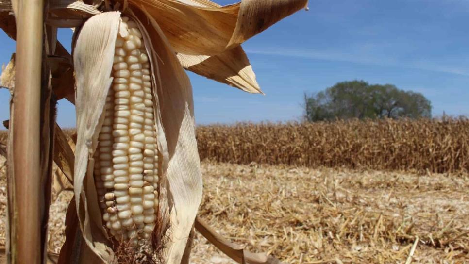 Etanol se llevará el 34% del maíz de EU