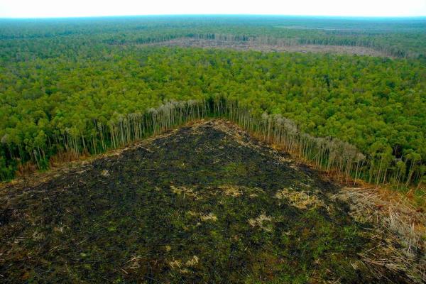 Redes criminales detrás de deforestación en Amazonas, denuncia HRW