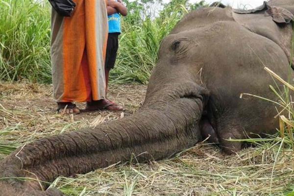 Mueren 293 elefantes y 96 personas en Sri Lanka