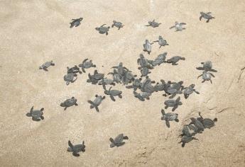 Aumenta anidación de tortuga Golfina en Avenida del Mar