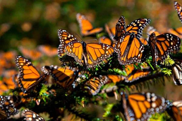 Protegen a mariposa monarca en su llegada a santuarios de México