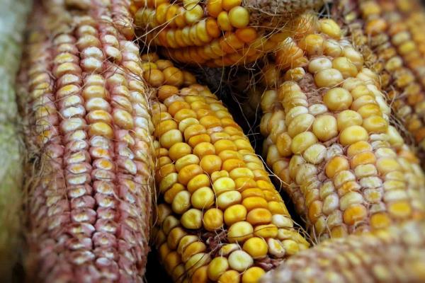 Señalan desinformación en ley de protección al maíz nativo