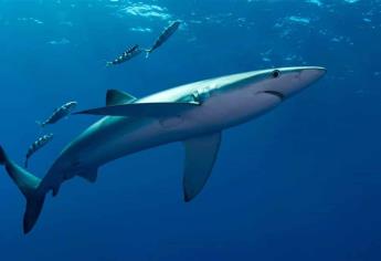 Llaman a salvar a tiburón mako del “colapso absoluto”