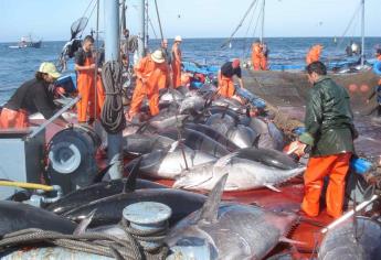 México, nación responsable en pesca de atún en el Pacífico: Conapesca