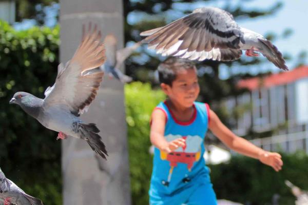 Mito, que las palomas sean un riesgo para la salud humana