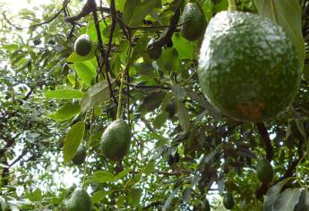 Plantación de aguacates desforesta a Michoacán