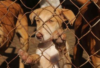 Quienes dañan animales podrían cometer otros crímenes violentos