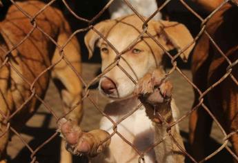 Durante los meses críticos de pandemia, se rescataron 80 mascotas