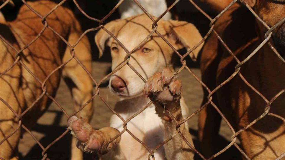 Durante los meses críticos de pandemia, se rescataron 80 mascotas