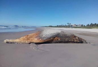 Localizan ballena muerta en la Isla de la Piedra