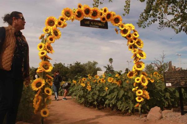 Invitan a conocer el corredor de girasoles de Guasave | Luz Noticias