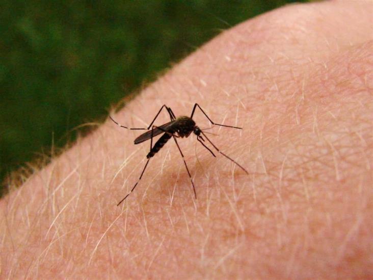 En dos meses detectan cinco casos de dengue en Mazatlán En dos meses detectan cinco casos de dengue en Mazatlán