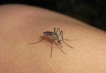 Diseñan mosquitos para detener transmisión de dengue