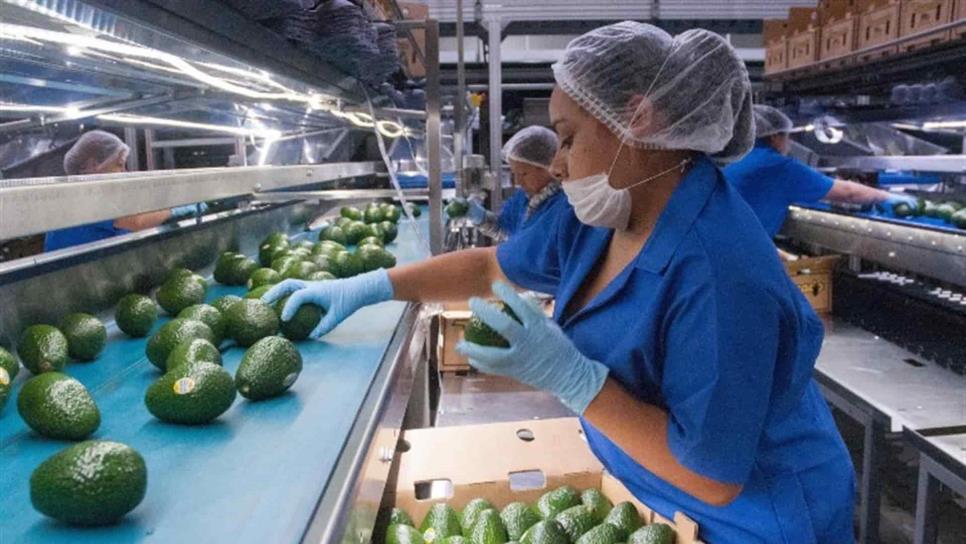 Producción mundial de alimentos debe crecer 60 % para el 2050: CNA