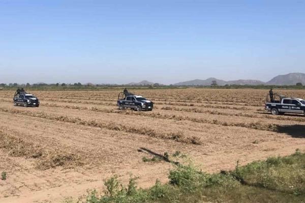 Implementan operativos contra robo hormiga de cosechas en Ahome