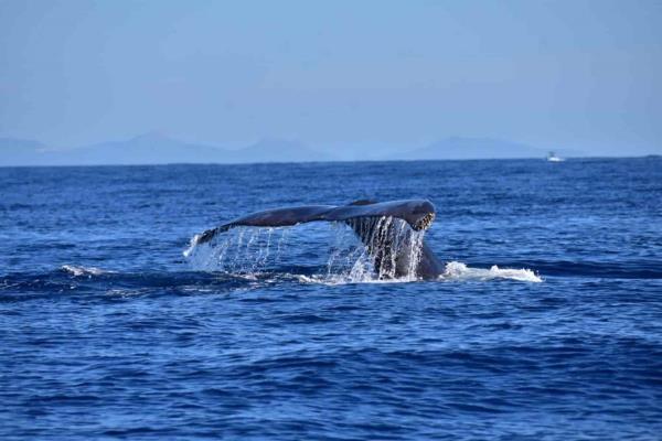 Observan a 52 ballenas grises en Pacífico Mexicano