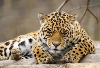 Amenaza al jaguar la construcción de infraestructura en su hábitat
