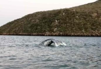 Causa emoción y alegría presencia de ballena en Topolobampo