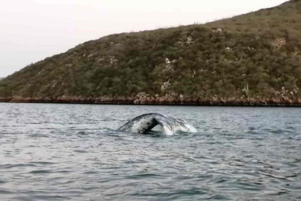 Causa emoción y alegría presencia de ballena en Topolobampo