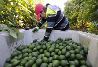 Garantizan que continuará exportación de aguacate pese a contingencia