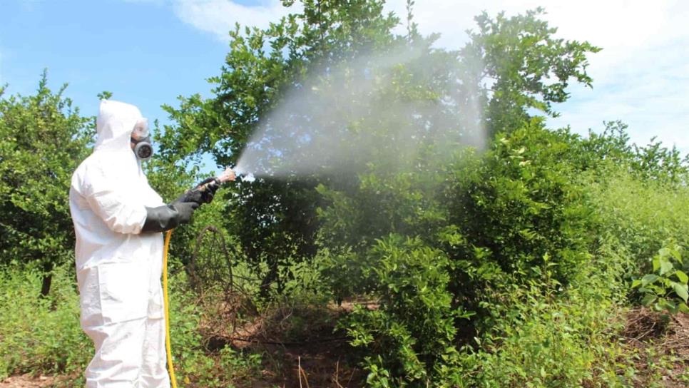 Inicia campaña fitosanitaria “plagas de los cítricos”