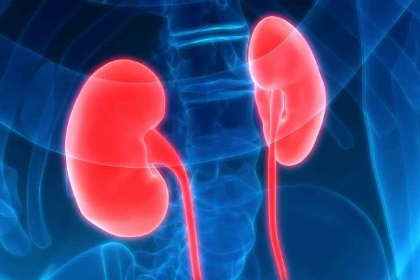 Riñones con hepatitis C reducirían tiempos de espera en transplantes