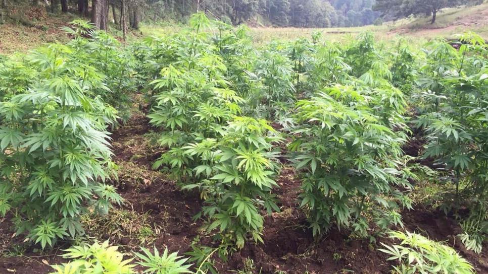 Benéfico poder sembrar mariguana en tierras de temporal: agricultores