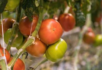 Sufre campo mexicano competencia desigual con EU y Canadá