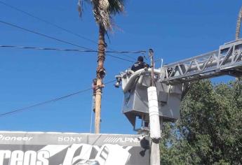 Queda colgado al golpearse mientras podaba una palmera