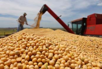 Pedirá Sinaloa «prestada» agua a Nayarit para sembrar 400 mil hectáreas de soya