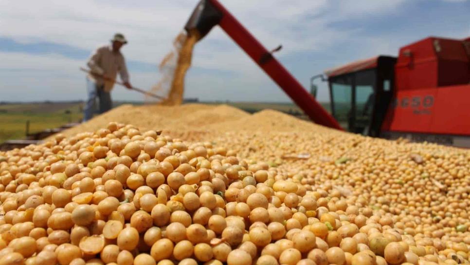 Pedirá Sinaloa «prestada» agua a Nayarit para sembrar 400 mil hectáreas de soya